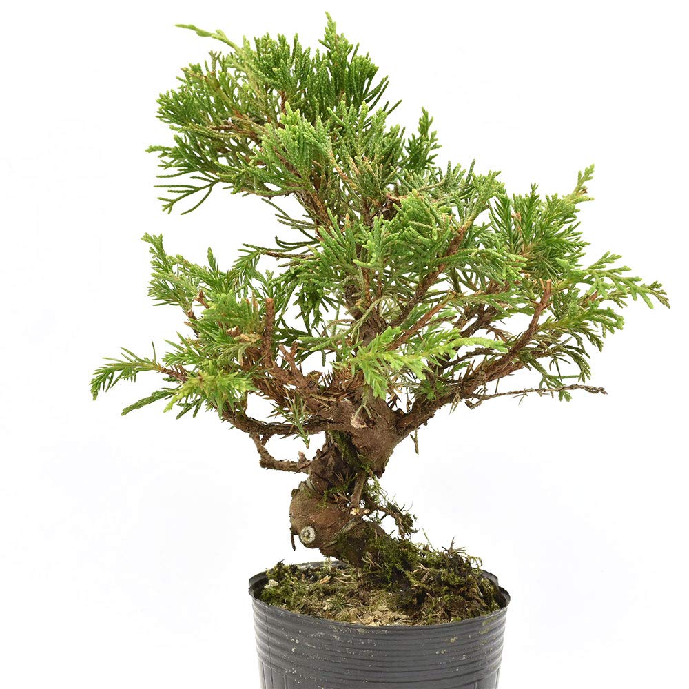 Amazon.co.jp: 盆栽 糸魚川真柏 素材 苗木 15cm ミニ盆栽 小品盆栽